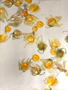 Tablecloth Harankash 2.5*1.60 مفرش حرنكش